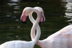 Что такое любовь Что такое любовь