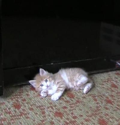 Котенок Фокс