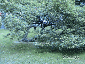 Осмысленность жизни Осмысленность жизни