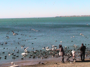 Лебеди в Геленджикской бухте