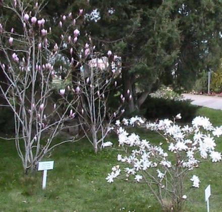 и это магнолии и это магнолии