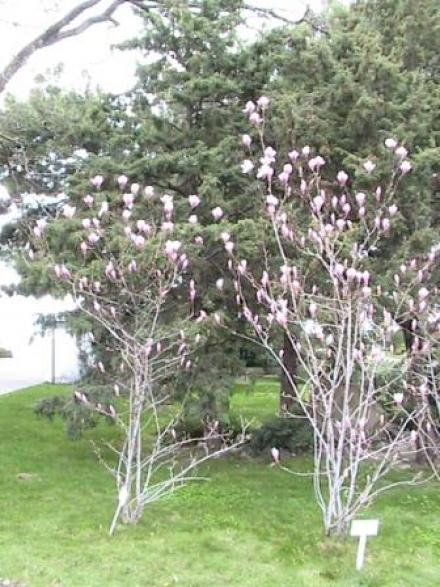 магнолия магнолия