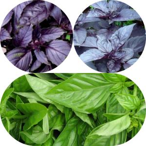 пряная трава базилик (реган)