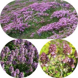 пряная трава чабрец (тимьян)