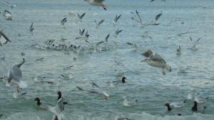 Чайки и утки в бухте