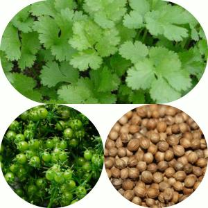 пряная трава кинза (кориандр)