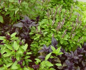 пряные травы пряные травы