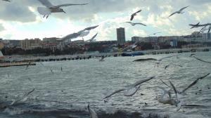 Птичий бум в Геленджике Птичий бум в Геленджике