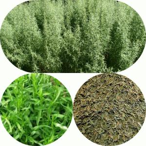 пряная трава эстрагон (тархун)