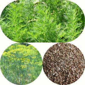 пряная трава укроп