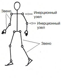 биокинематическая цепь человека биокинематическая цепь человека