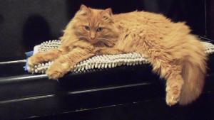 дыхание через нос и дыхание через рот