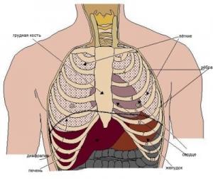 грудная клетка