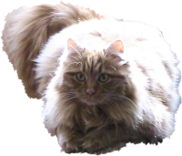 кошка всегда в состоянии алертности