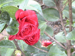 Цветок камелии Цветок камелии