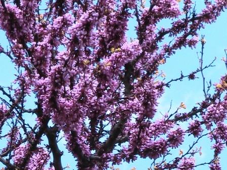 Иудино дерево Иудино дерево