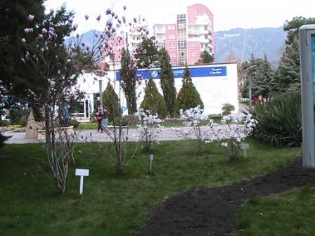 кусты магнолии кусты магнолии