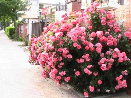 розовый куст розовый куст